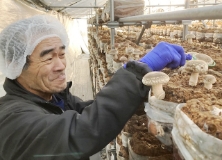 椎茸栽培